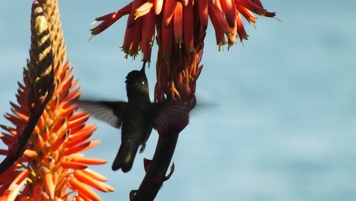 hummingbird  ave  flight