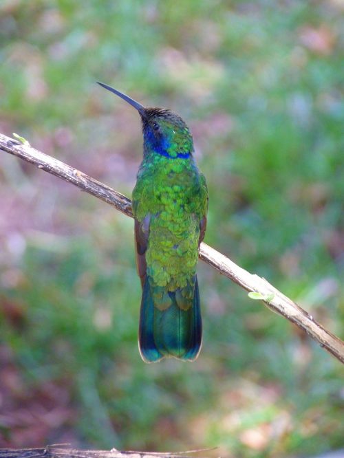 hummingbird trochilidae bird