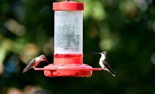 hummingbird  bird  avian