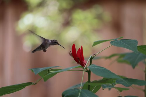 hummingbird  bird  red flower