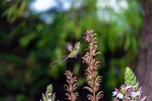 hummingbird  ave  wings