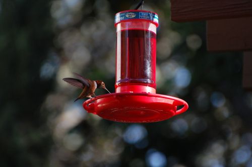 hummingbird nectar nature
