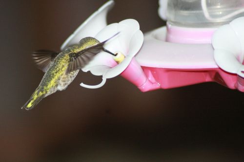 hummingbird feeding hovering