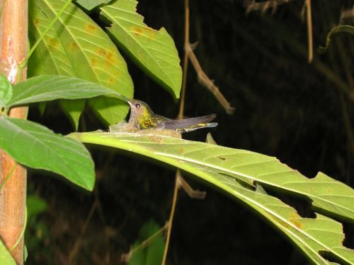 hummingbird tropical exotic