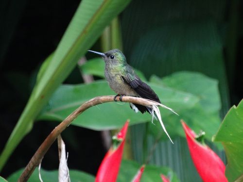 hummingbird flowers tropical
