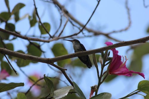 hummingbird bird hummingbird bush