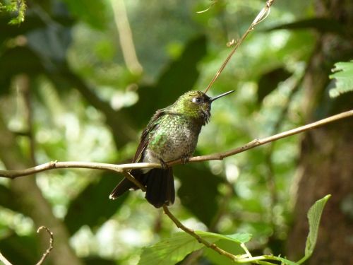 hummingbird green feathers