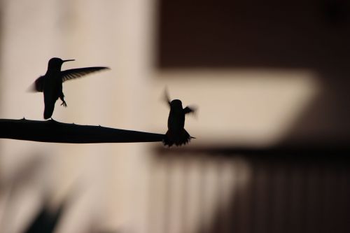 hummingbird silhouette flying