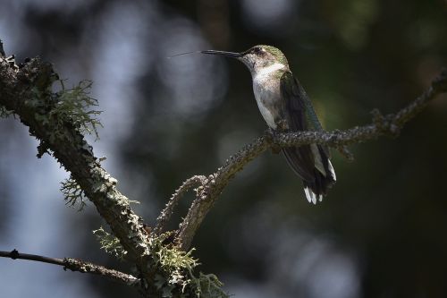 hummingbird bird fly québec