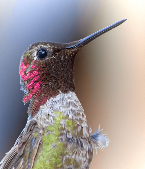 hummingbird bird animal