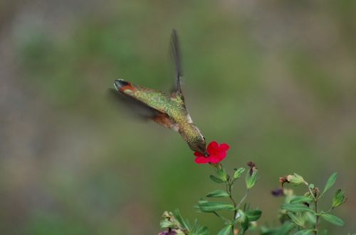 hummingbird feeding flower