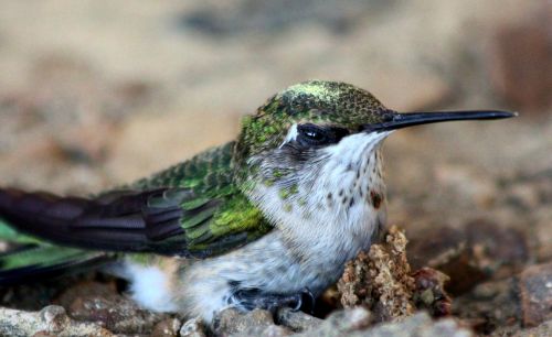 Hummingbird Close-up