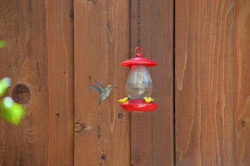 hummingbird feeder  bird  nature