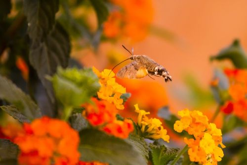 hummingbird hawk moth orange nectar
