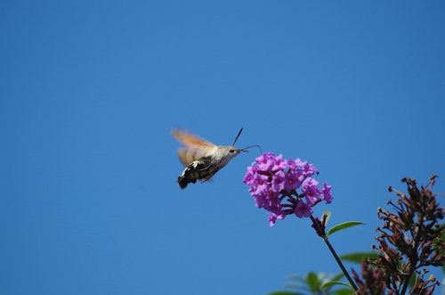 hummingbird hawk moth  butterfly  insect