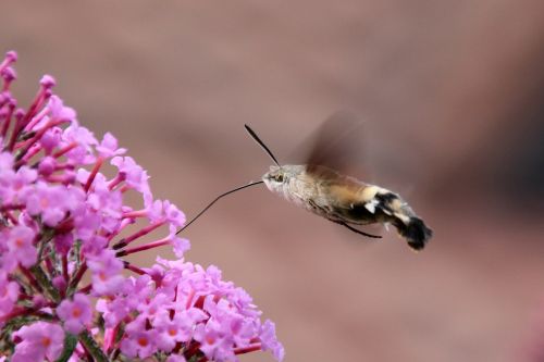 hummingbird hawk moth butterfly insect