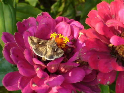 hummingbird hawk moth butterfly flowers