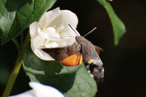 hummingbird hawk moth butterfly moth