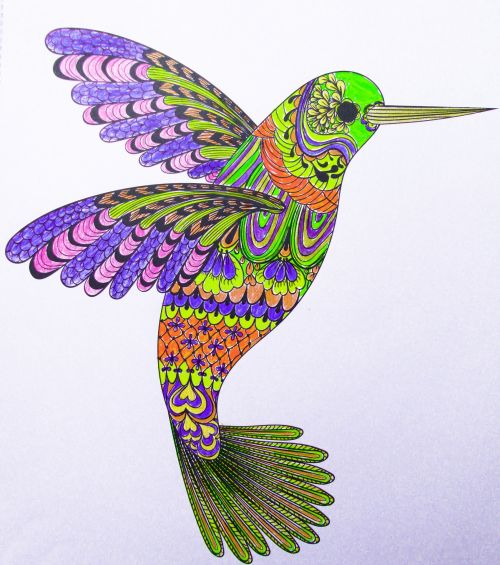 Hummingbird Illustration
