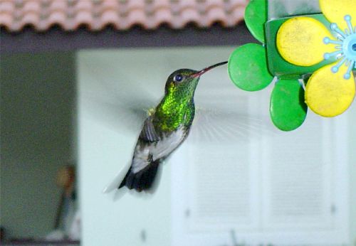 hummingbird in the backyard boraceia bertioga