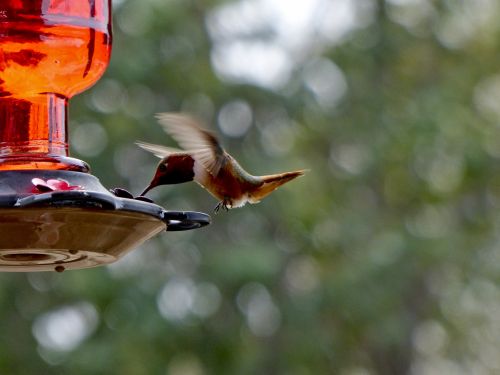 Hummingbird Landing On Feeder