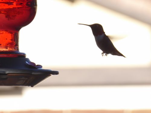 Hummingbird Landing On Feeder