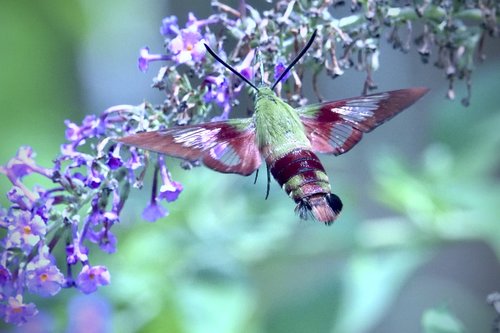 hummingbird moth  moth  flower