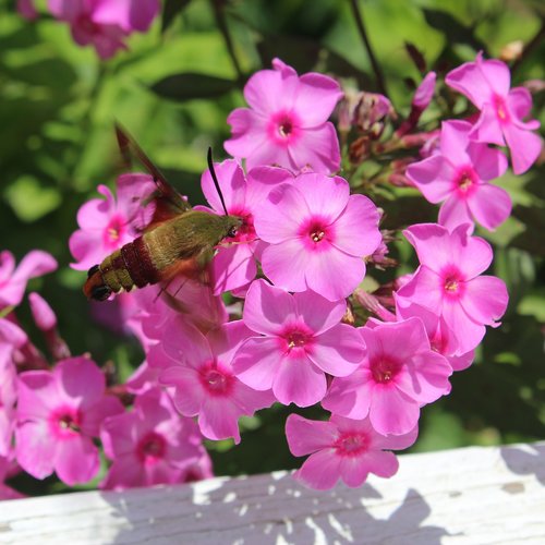 hummingbird moth  pink flowers  flowers