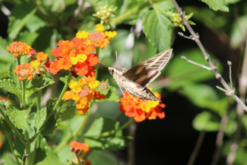 Hummingbird Moth With Lantana