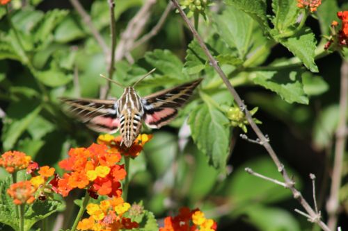 Hummingbird Moth&#039;s Beautiful Design