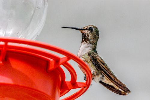 Hummingbird Perched On Feeder