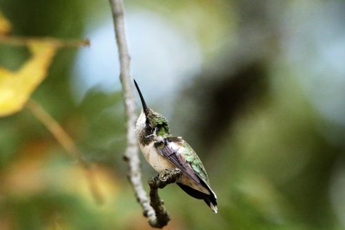 Hummingbird Scratching It&#039;s Head