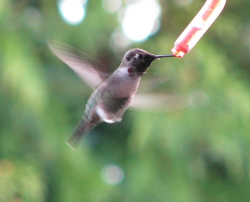 hummingbirds birds feeding