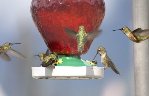 hummingbirds  nature  bird