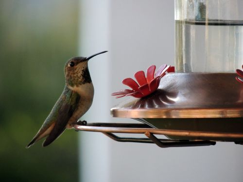 hummingbirds birds beak