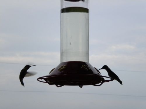 Hummingbirds At Feeder