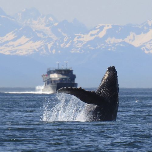 humpback whale breeching
