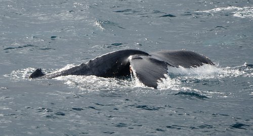 humpback  whale  blue