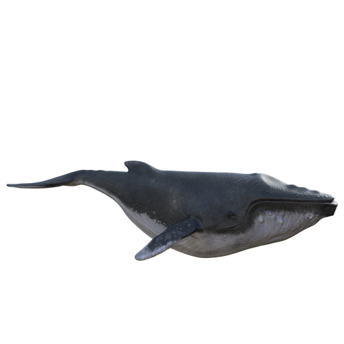 humpback  whale  fish