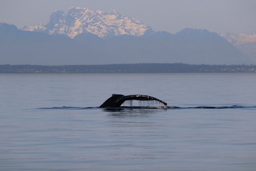 humpback  whale  west coast