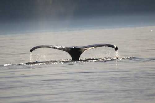 humpback  whale tail  whale