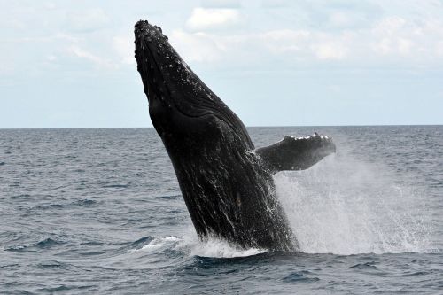 humpback whale wal marine life