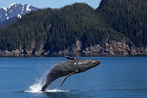 humpback whale jumping breaching