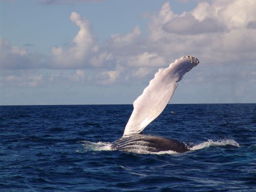 humpback whale fin sea with whale