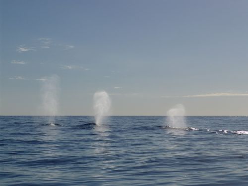 humpback whale walatem the sea with whales