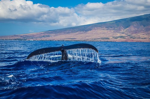 humpback whale  breaching  tail