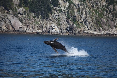 humpback whale  jumping  breaching