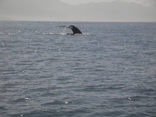 humpback whale  caudal fin  mammal