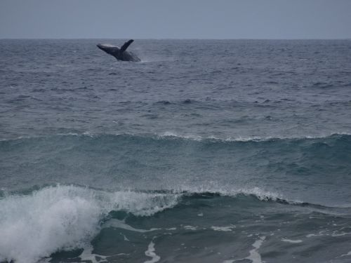 humpback whale wal ocean