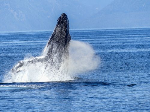 humpback whale natural spectacle nature